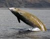 Կետերի հազվագյուտ տեսակ է հայտնաբերվել Ավստրալիայում