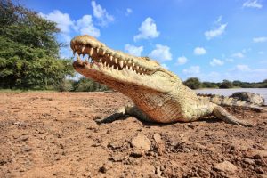 կոկորդիլոս