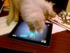 Կենդանիները շատ են սիրում iPad (video)