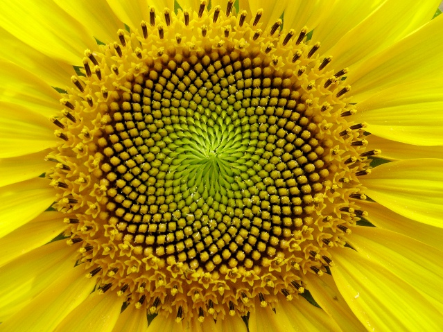 The Fibonacci numbers