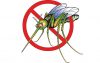 5 մահացու բույր մոծակների դեմ