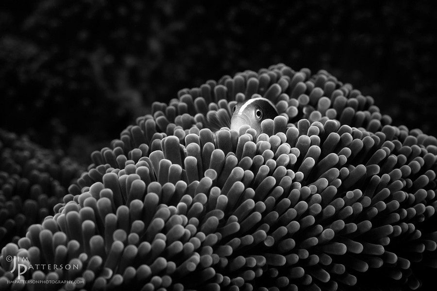 Anemonefish hiding amongst anemone tentacles