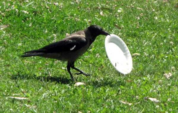 crow-cleans-garbage-3