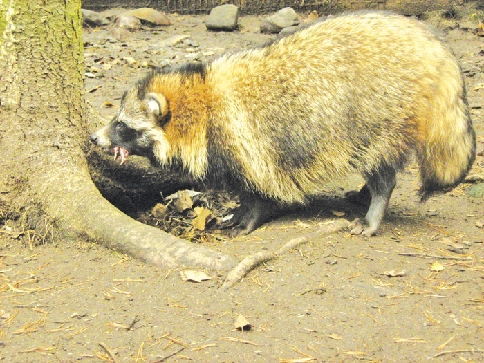 СОБАКА в номер