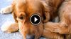 Թե ինչպես շունը 3 տարի բաժանումից հետո դիմավորեց տիրոջը (տեսանյութ)