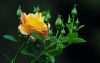 Առակ. Վարդի բողբոջն ու փշերը