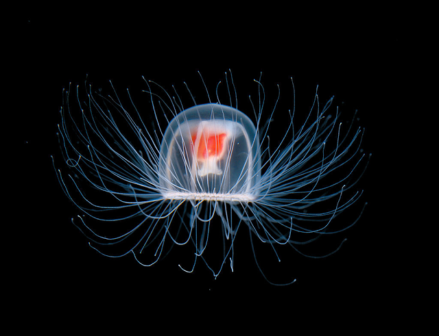 medusa-inmortal