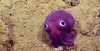 Անհավանական մեծ աչքերով մանուշակագույն սիպեն (каракатица),  որին հայտնաբերել են օվկիանոսի հատակին