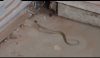 Ավստրալիայի բնակչուհին տեսանյութ է նկարահանել, թե ինչպես է սև այրին սպանում օձին
