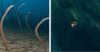 Օվկիանոսի 9 սարսափեցնող լուսանկար, որոնք դիտելուց հետո հնարավոր է երբեք ջուրը չմտնեք