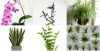 6 բույս, որոնք կարող եք հանգիստ դնել լոգասենյակում և չխնամել