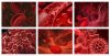 ԹԵՍՏ. Իսկ ի՞նչ գիտեք արյան խմբերի մասին