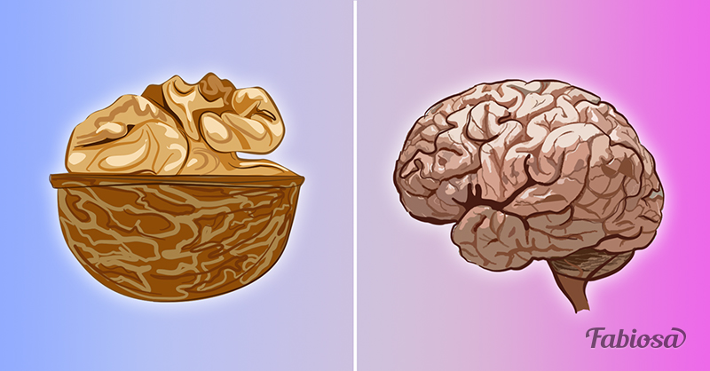 Грецкие орехи похожи на мозги. Грецкий орех и мозг. Грецкий орех и мозги. Орехи для мозга. Грецкий орех в виде мозга.