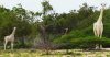 Քենիայի վայրի անտառներում հայտնաբերել են երկու բացարձակ սպիտակ ընձուղտի (+տեսանյութ)
